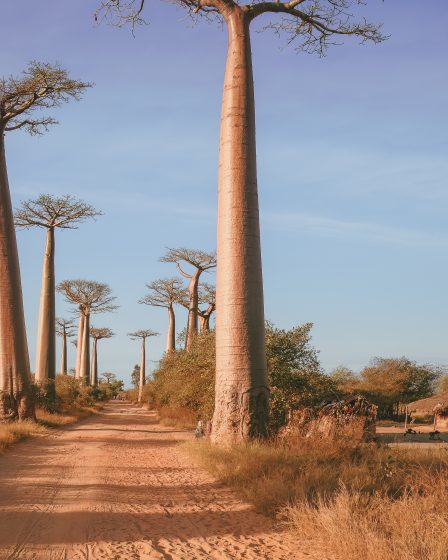 Baobab trees near Morondava, Madagascar, Africa